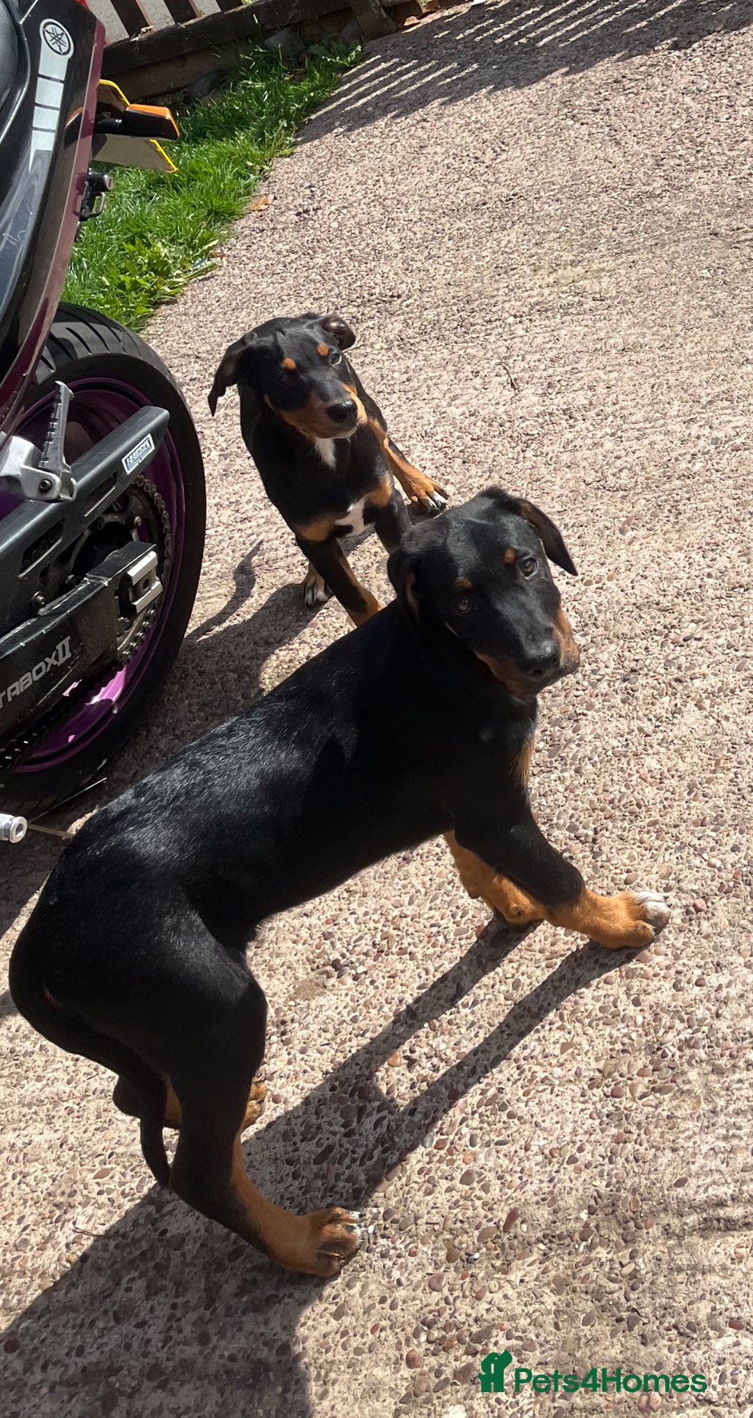 Dobermann dogs for sale: Rottweiler cross Doberman puppies  - Image 6