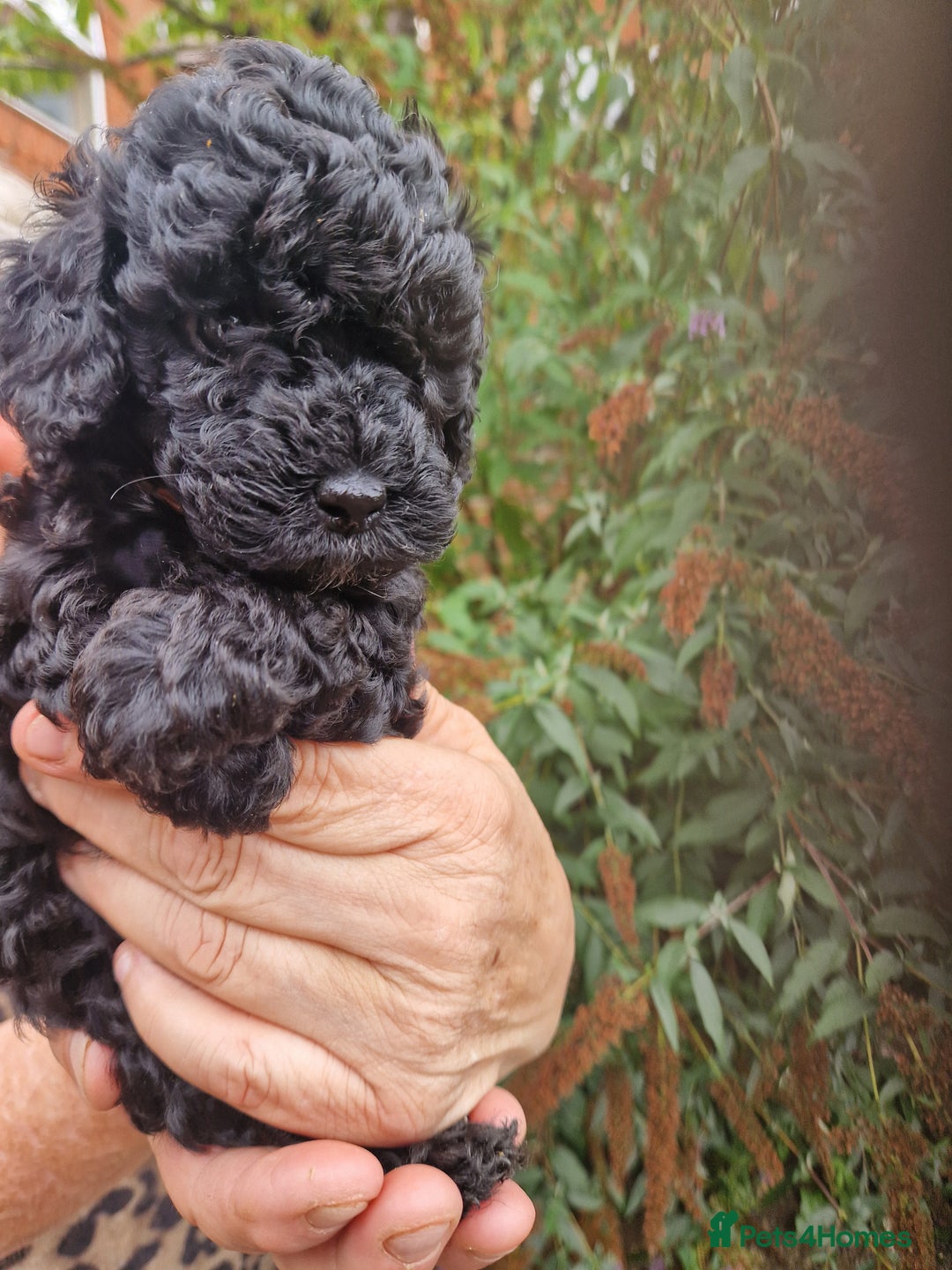 Cockapoo dogs for sale: VANASUZE SHOW TYPE F1b COCKAPOOS - Image 11
