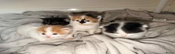 Mixed Breed cats for sale: 4 Stunning kittens  - Advert 3