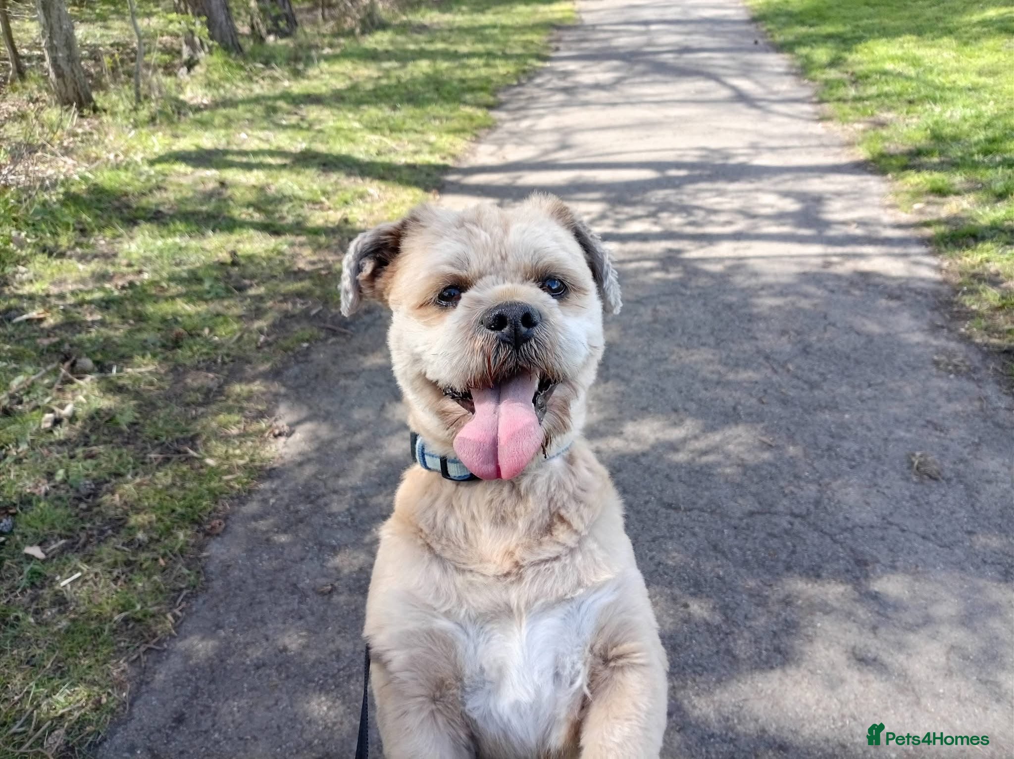 Lhasa Apso dogs Walter - gorgeous lhasa apso stud  - Advert 2