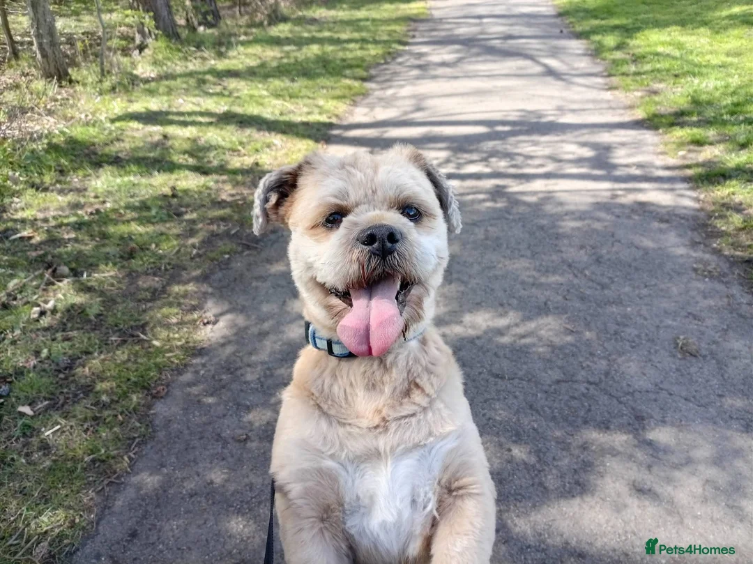 Lhasa Apso dogs for stud: Walter - gorgeous lhasa apso stud  - Advert 1