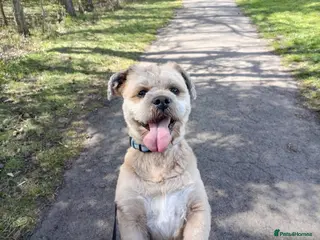 Lhasa Apso dogs Walter - gorgeous lhasa apso stud - Advert 3