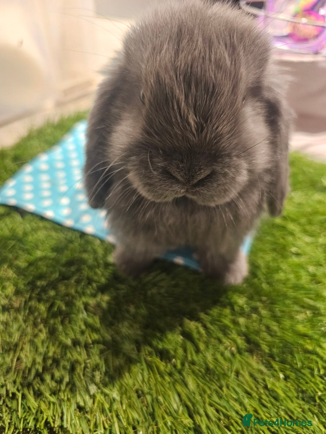 Mini Lop rabbits for sale: Pure Mini Lop Babies  - Advert 10