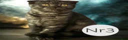 Scottish Fold cats for sale:  3 Full Pedigree Fold Girls        - Advert 10