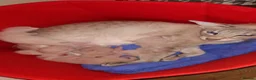 Siamese cats for sale: Siamese Kittens for sale - Advert 5