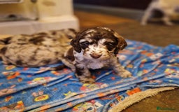 Mixed Breed dogs for sale: Stunning chocolate merle sproodles - Image 3
