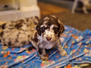 Sproodle dogs - Advert 3