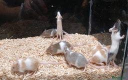 Mouse rodents for sale: Baby Fancy Coloured Mice  - Image 1