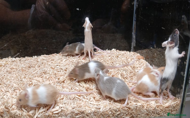 Mouse rodents - Advert 4