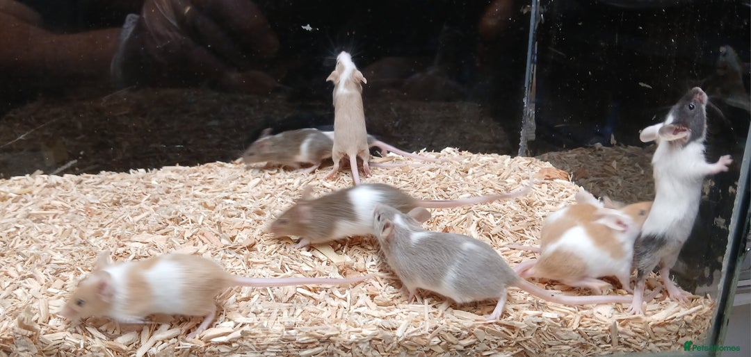 Mouse rodents for sale: Baby Fancy Coloured Mice  - Image 1