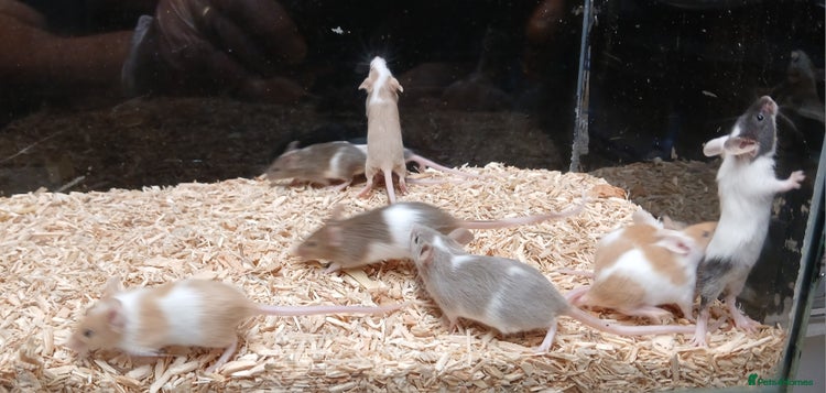 Mouse rodents - Advert 4