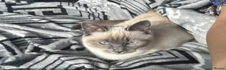 Ragdoll cats for sale: Bella - Advert 4