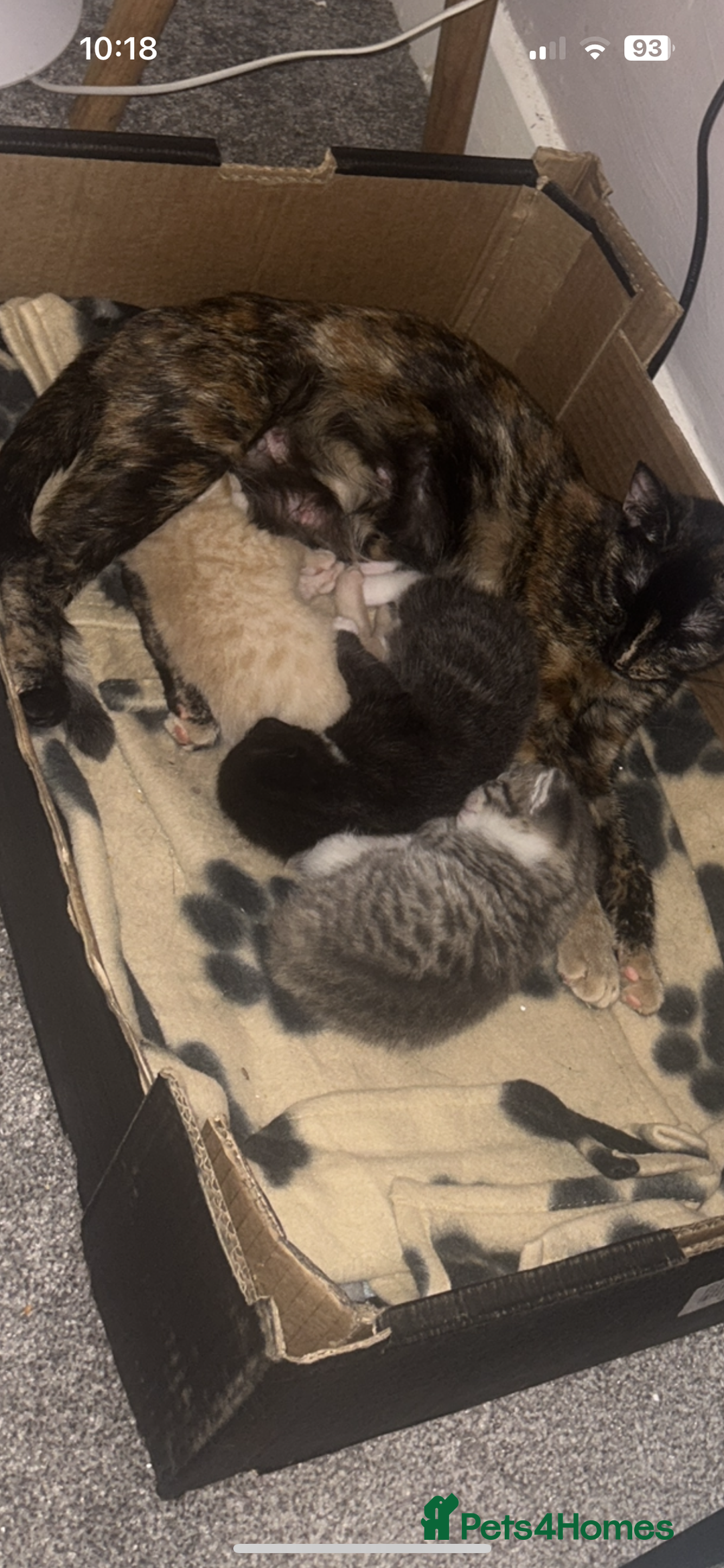 Mixed Breed cats for sale: One male ghost tabby  - Advert 4