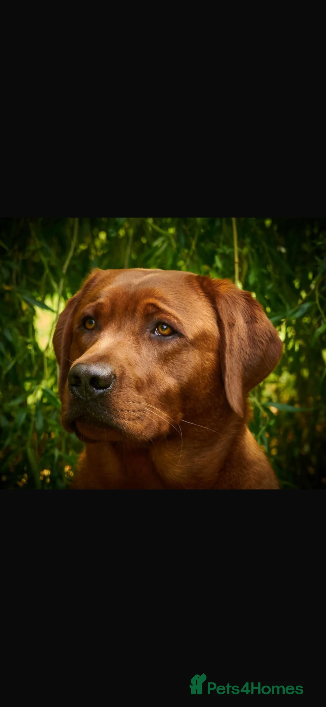 Labrador Retriever dogs for sale: Dark Fox Red Girl Ready Now - Advert 2