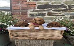 Cockapoo dogs for sale: Beautiful Toy Cockapoo puppies - Image 4