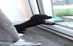 Cocker Spaniel dogs for sale: Solid black cocker spaniel puppies ready 10th Dec  - Image 6