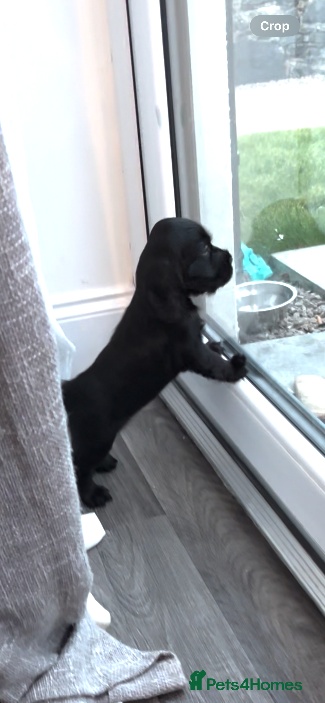 Cocker Spaniel dogs for sale: Solid black cocker spaniel puppies ready 10th Dec  - Image 6