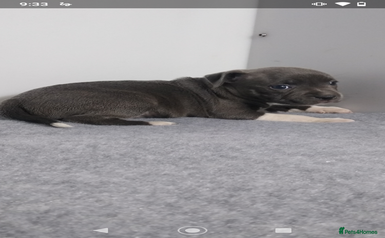 Staffordshire Bull Terrier dogs - Advert 8