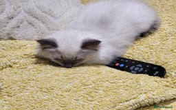 Ragdoll cats for sale: Thomas  - Image 4