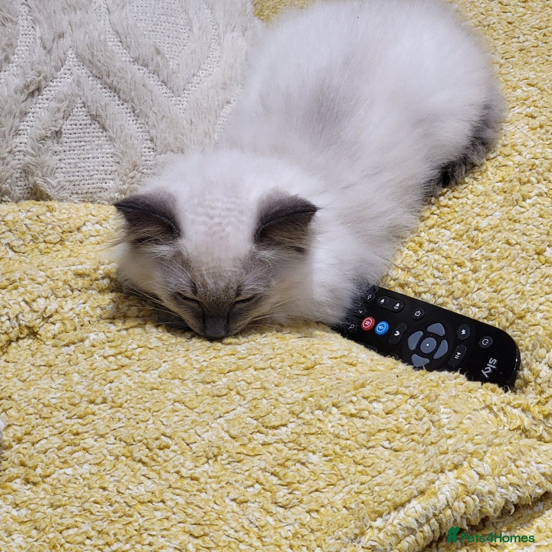 Ragdoll cats for sale: Thomas  - Image 4