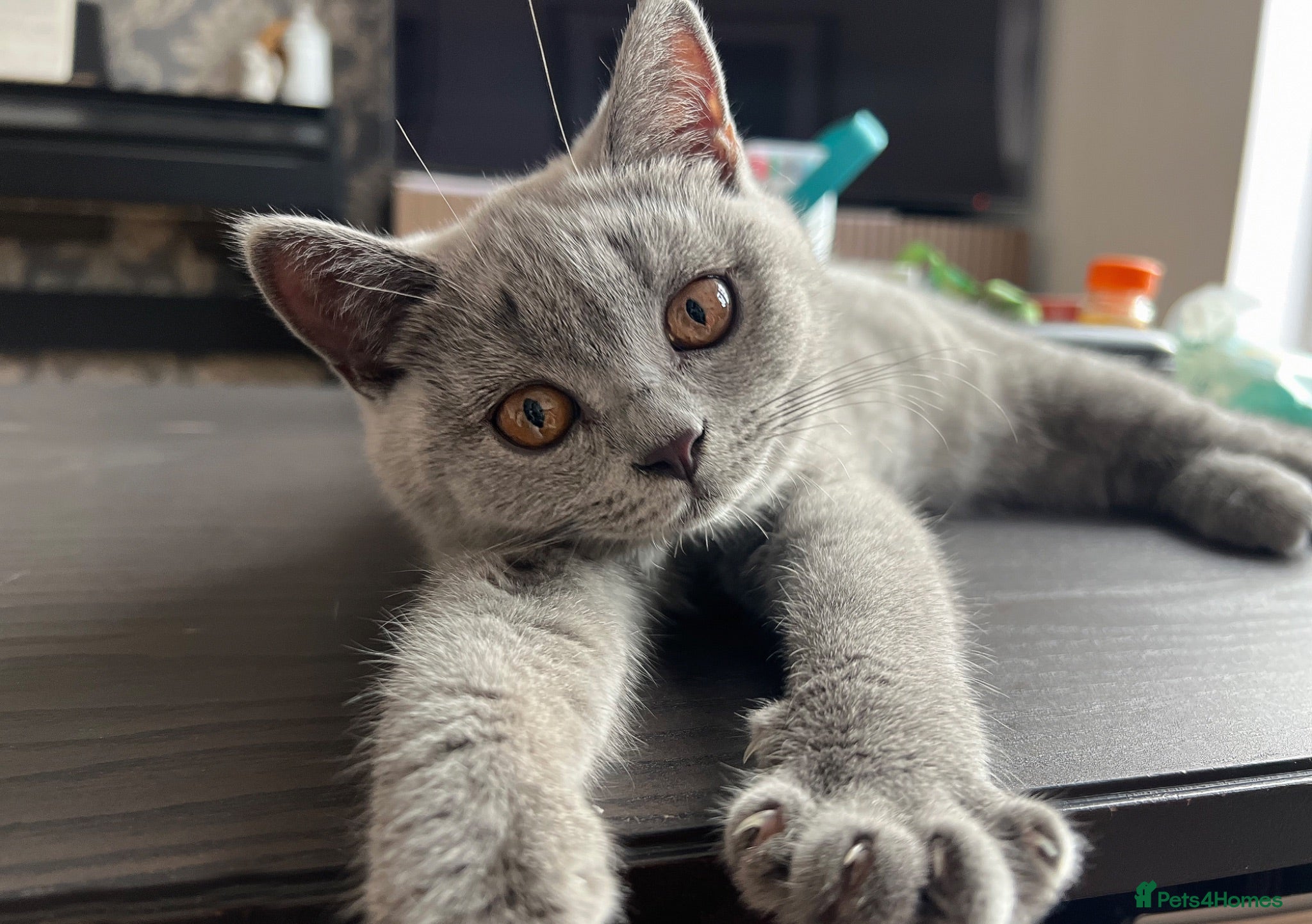 British Shorthair cats ✨BSH GCCF registered girl ready to leave🏡✨ - Advert 2