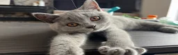 British Shorthair cats for sale: ✨BSH GCCF girl ready to leave🏡✨ - Advert 5