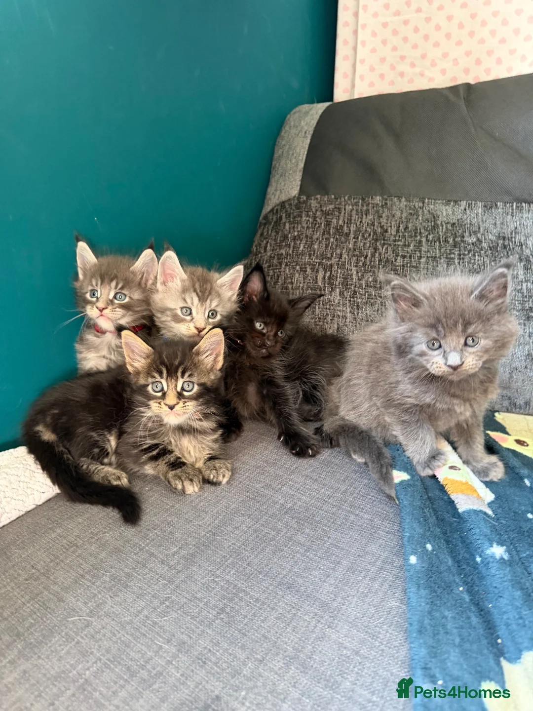 Maine Coon cats for sale: Affectionate, Pedigree Maine Coon Kittens: - Advert 1