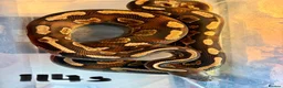 Python Snake reptiles for sale: Royal pythons - Advert 14