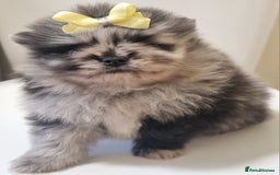 Pomeranian dogs for sale: Beautiful litter xxsmall teddy bear poms  - Image 10