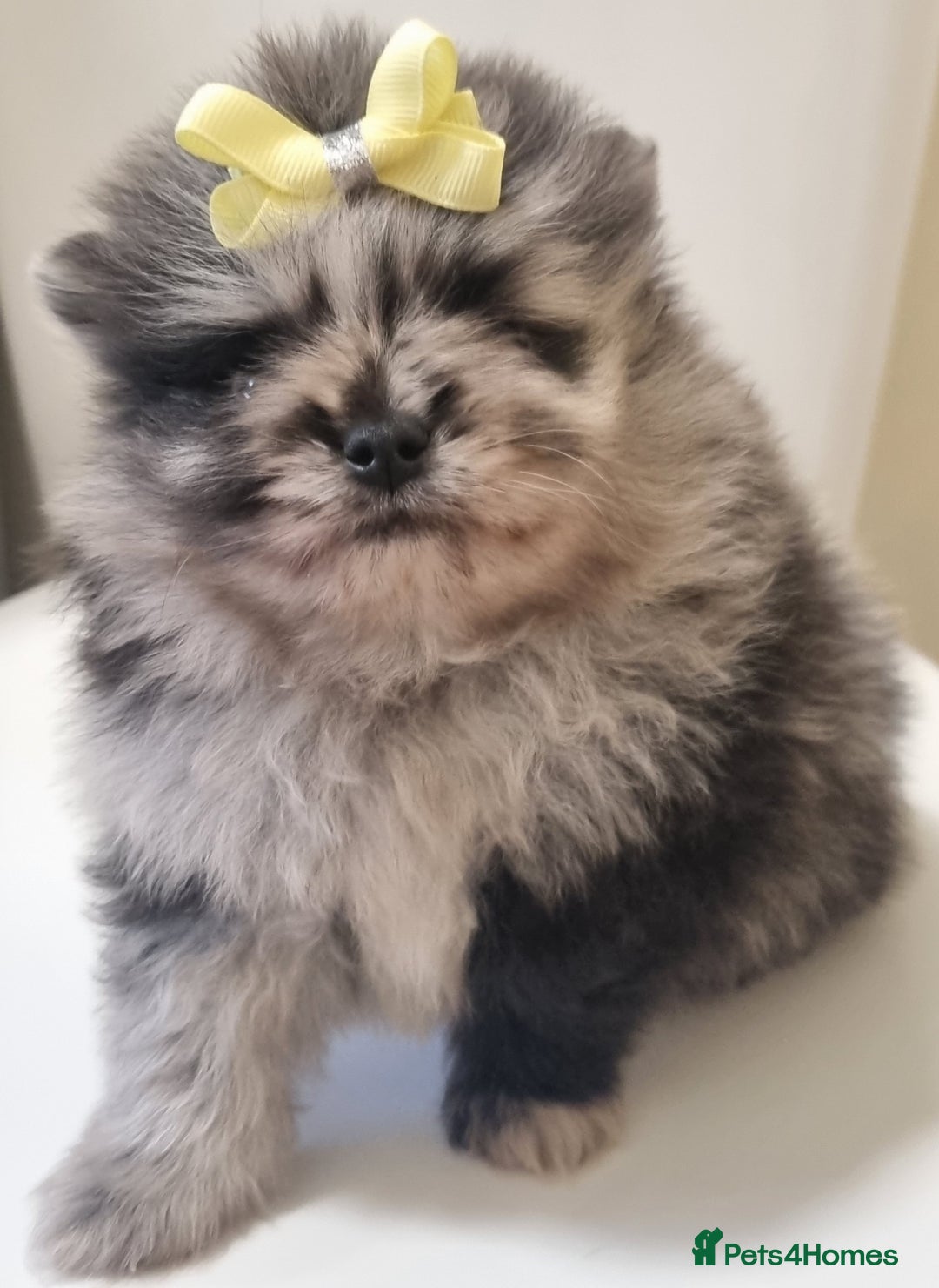Pomeranian dogs for sale: Beautiful litter xxsmall teddy bear poms  - Image 10