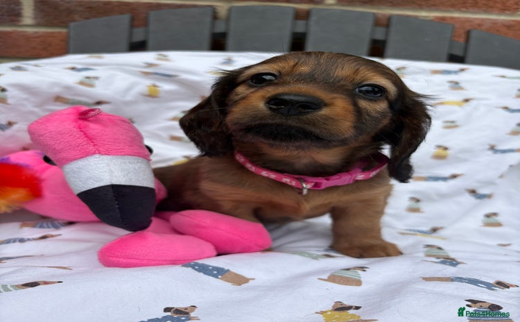 Miniature Dachshund dogs - Advert 9