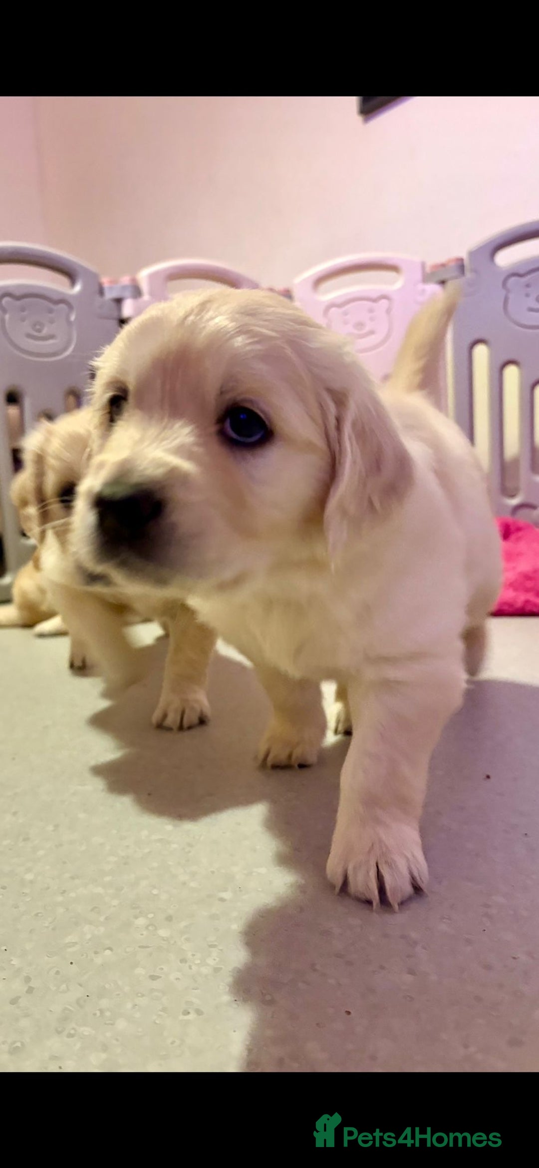 Golden Retriever dogs for sale: Golden Retrievers, Stunning Litter , Certificates  - Advert 12