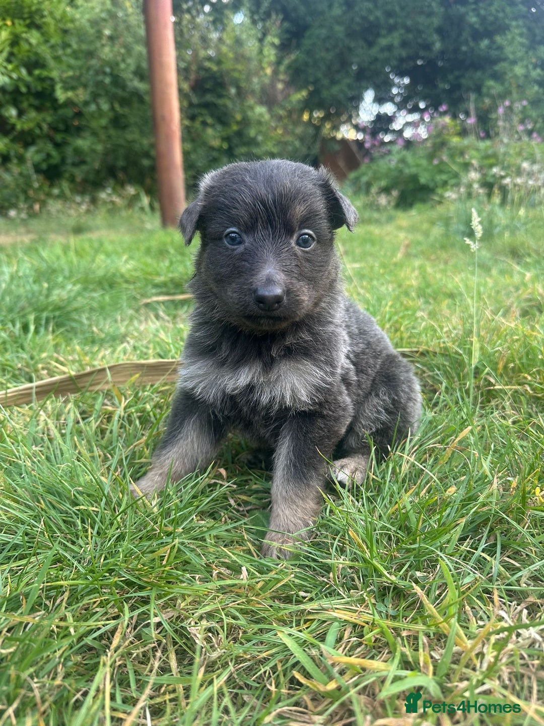 German Shepherd dogs for sale: German Shepherd Puppies  - Image 7