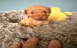 Labradoodle dogs for sale: Miniature labradoodle  - Image 20