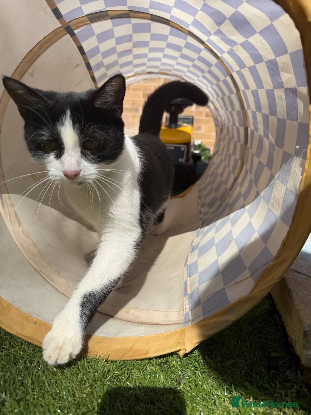 British Shorthair cats for sale: Female Cat in Leicester - Advert 2