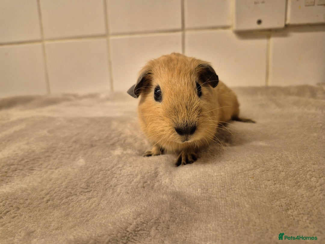 Guinea Pig rodents for sale: 1 Stunning baby Californian Boar for sale🏡 - Image 3