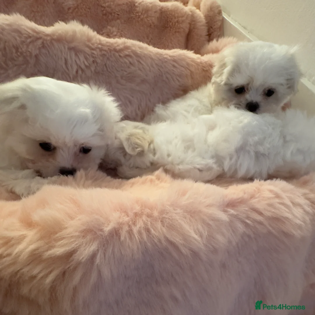 Maltese dogs for sale: Korean Maltese puppy’s available  - Advert 17