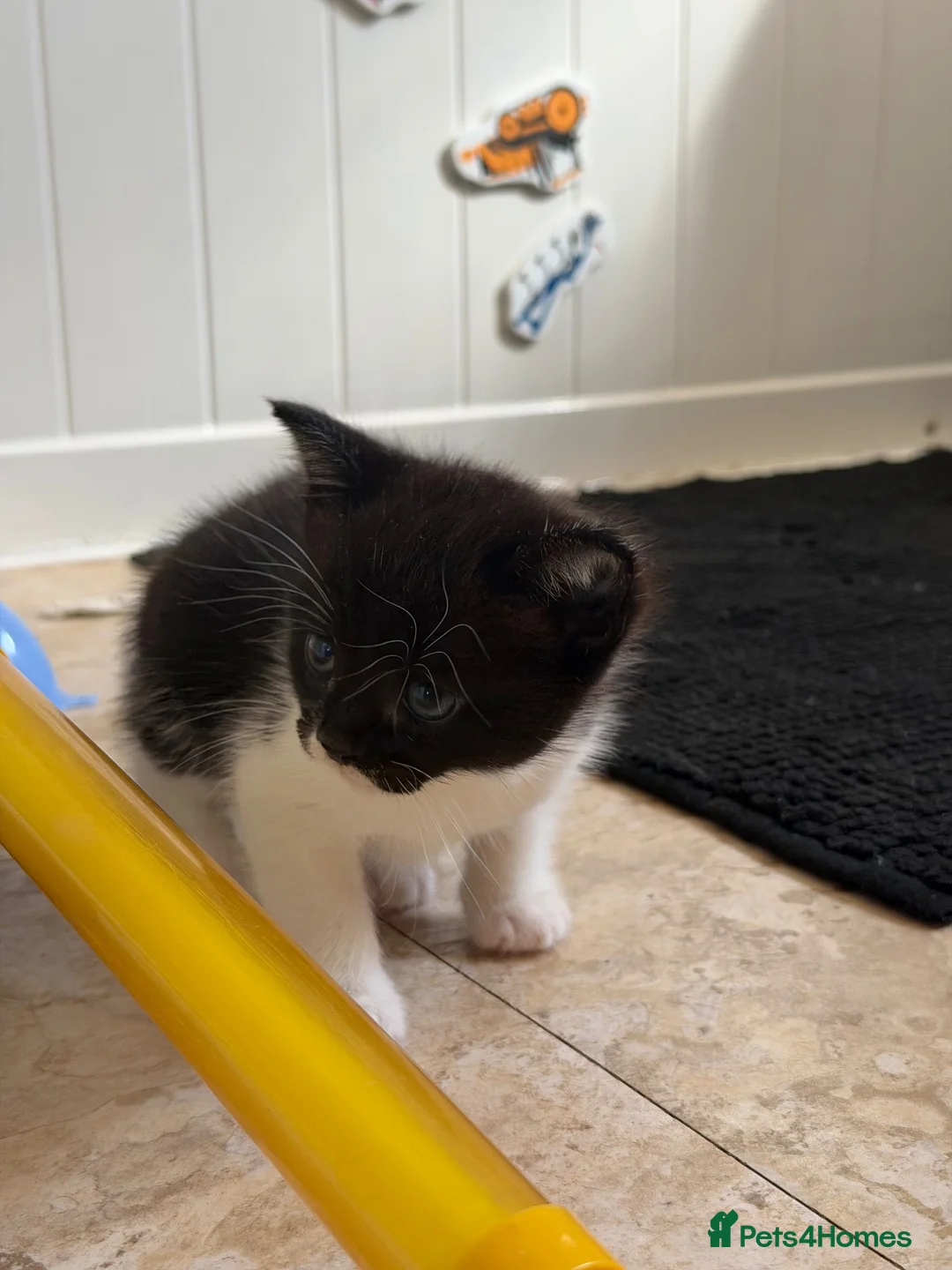 Mixed Breed cats for sale: Tuxedo kitten - Advert 5