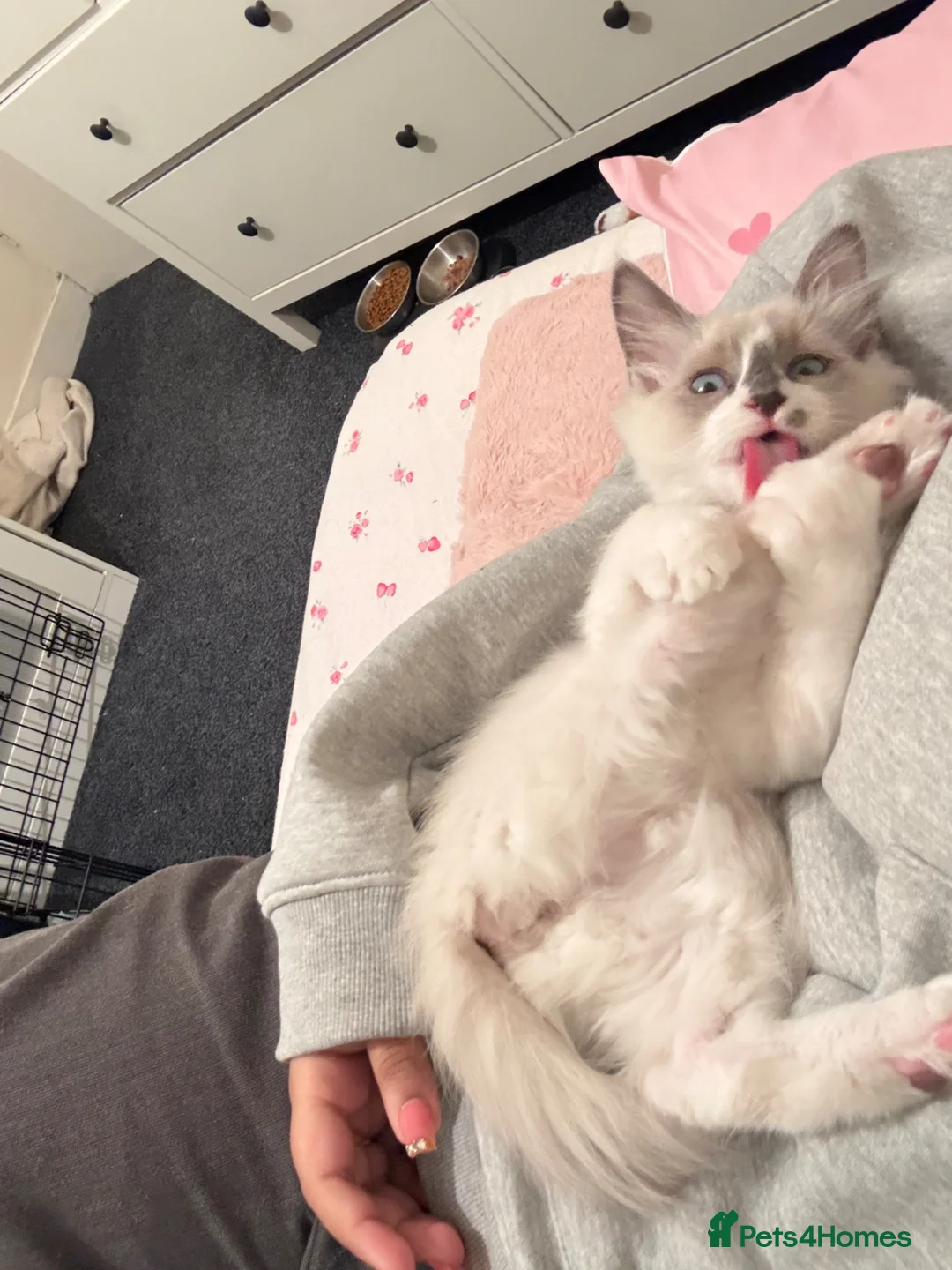 Ragdoll cats for sale: Male kitten Ragdoll - Bicolour  in Peterborough - Advert 6