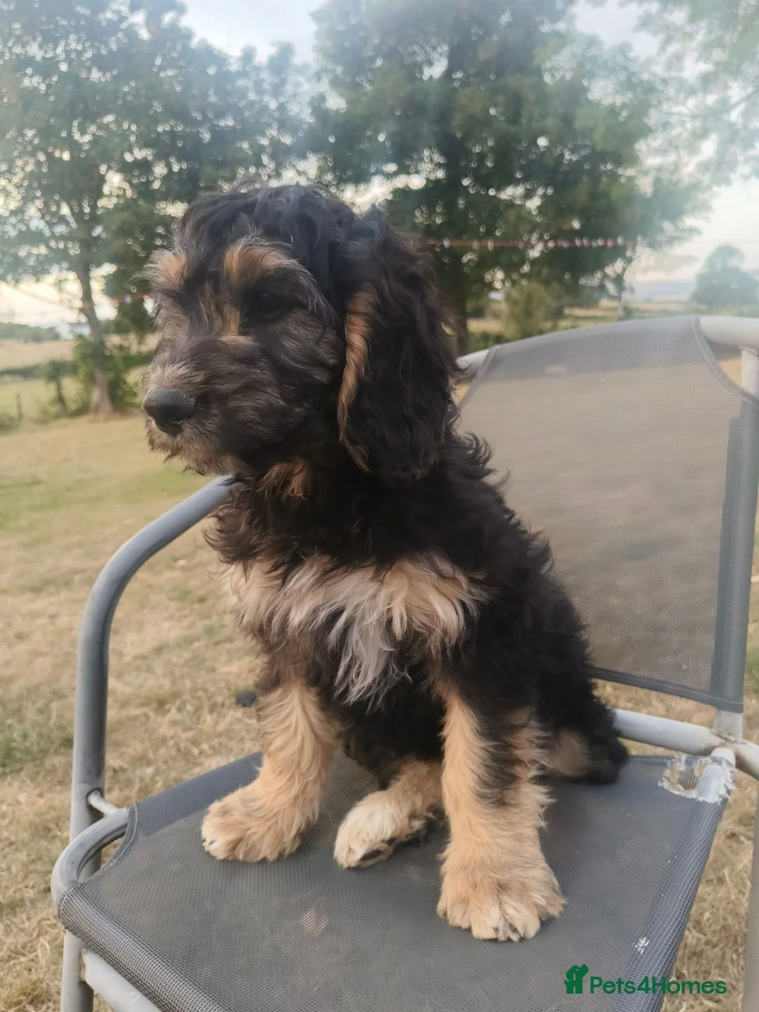 Cockapoo dogs for sale: 1 boy remaining,F1 cocapoo  - Advert 2