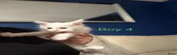 Maine Coon cats for sale: Stunning Pure bred tica registered Mainecoons  - Advert 23