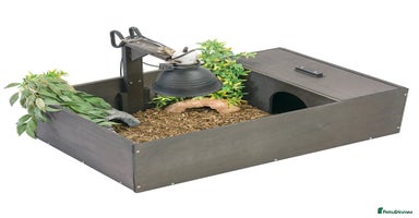 Tortoise reptiles - Advert 4