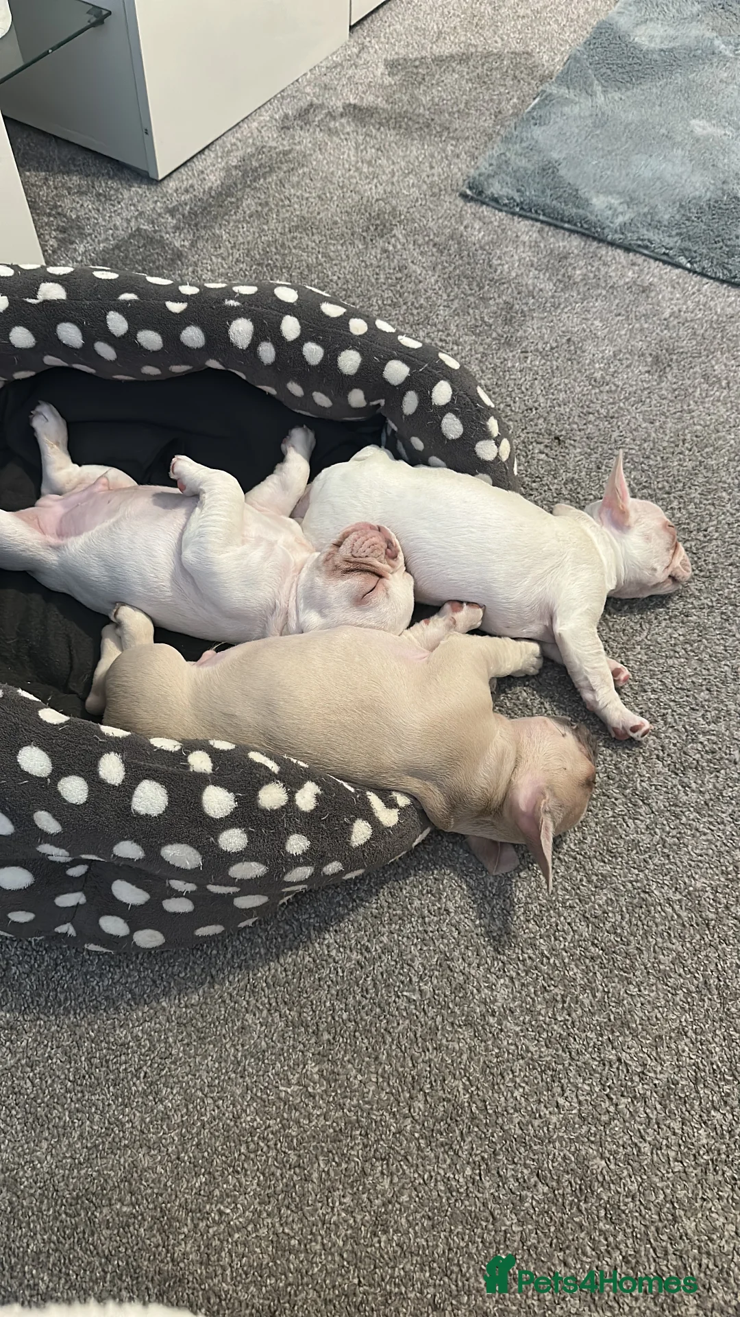 French Bulldog dogs for sale: ✨Price Dropped ✨ Cream girl available now 🏡❤️ - Advert 22