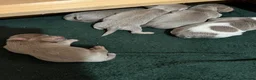 Jack Russell dogs for sale: Beautiful litter of lilac jack Russell’s  in Cardiff - Advert 5