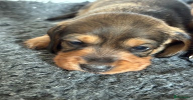 Miniature Dachshund dogs - Advert 10