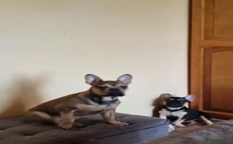 French Bulldog dogs - Advert 5