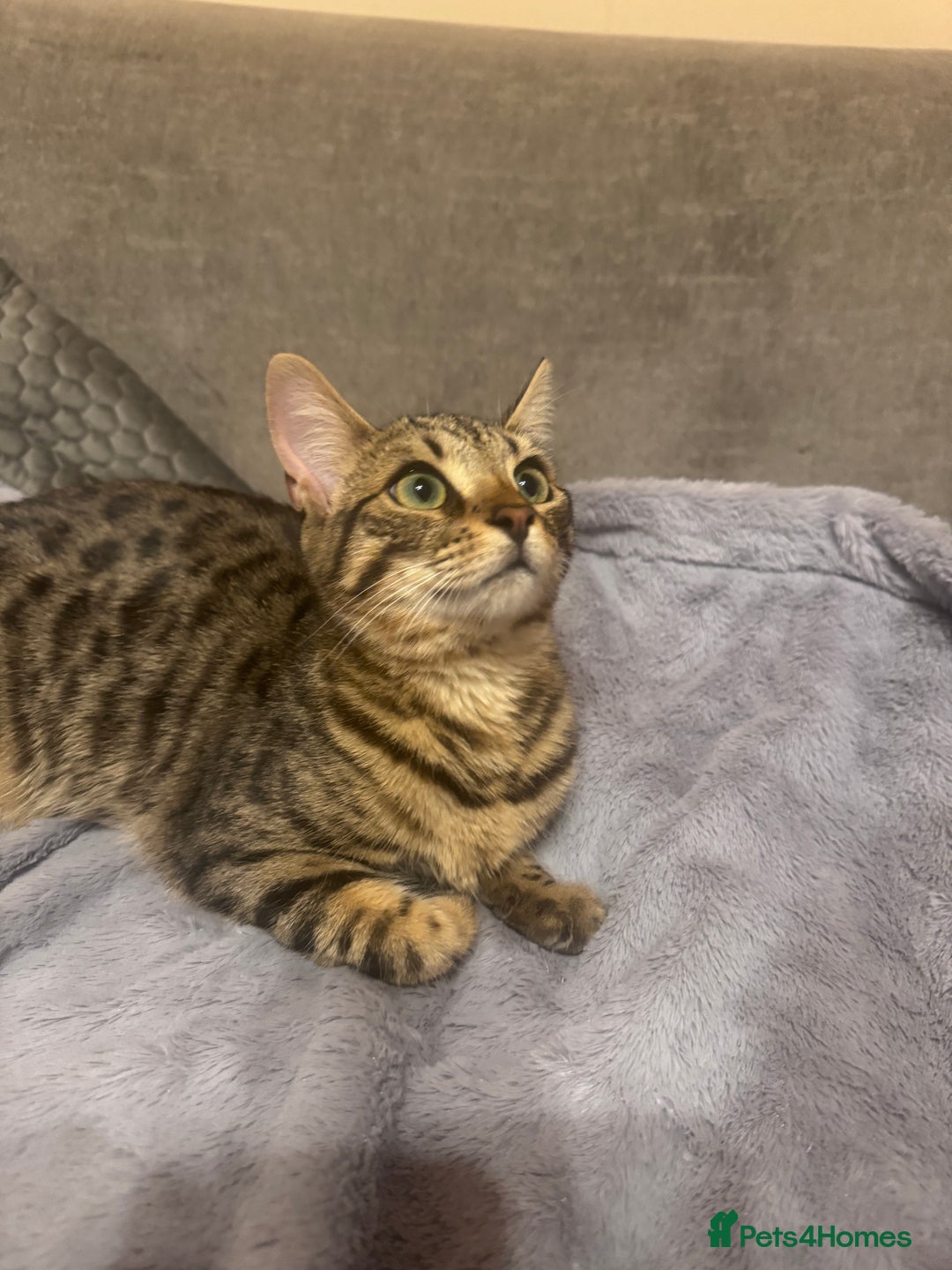 Bengal cats for sale: Bengal cat for sale - Advert 2