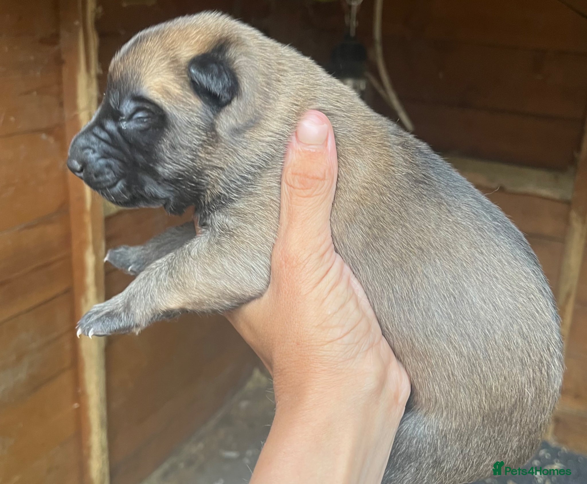 Belgian Shepherd Dog Puppy 4
