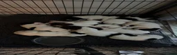 English Springer Spaniel dogs for sale: Kc springer spaniels  in Marlborough - Advert 2