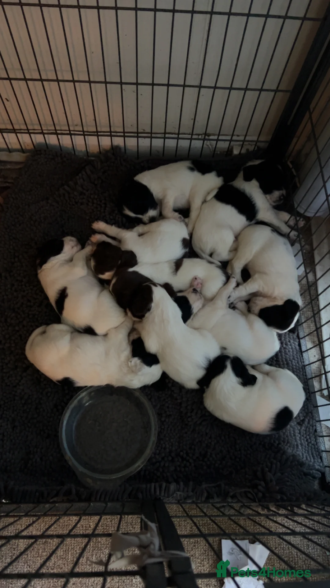 English Springer Spaniel dogs for sale: Kc springer spaniels  in Marlborough - Advert 2